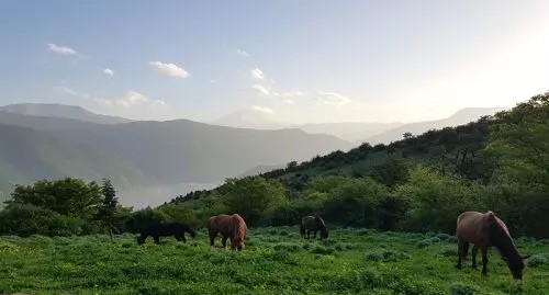 Alimestan Jungle