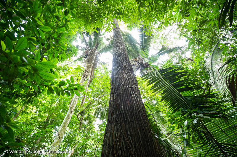 Amazon Rainforest-Amazon-Brazil