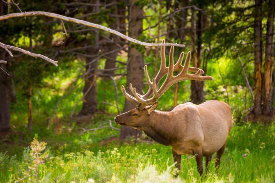 Yellowstone National Park-Wyoming-United States