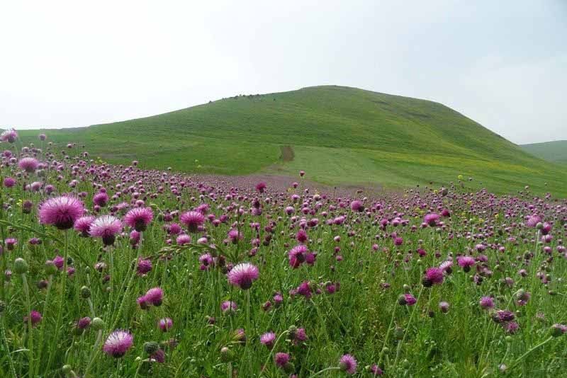 آذرشهر