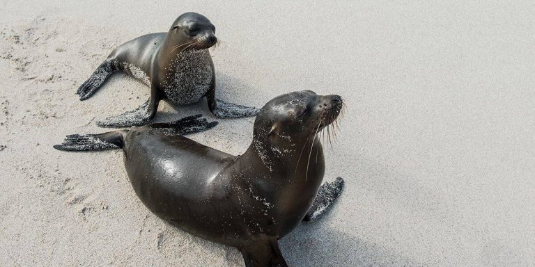 Galápagos Sea Lion Colonies-Galápagos Islands-Ecuador