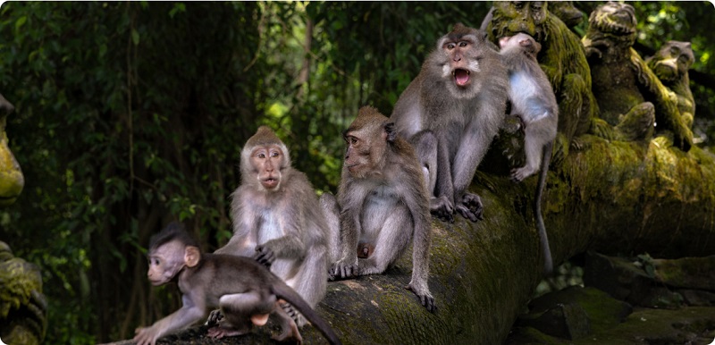 Ubud Monkey Forest-Bali-Indonesia