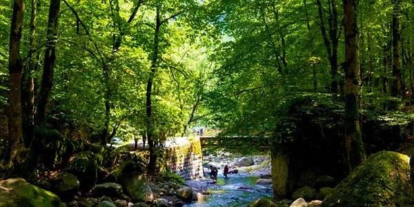 هنر و طبیعت