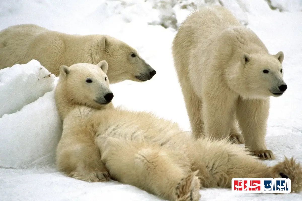 Churchill Polar Bears