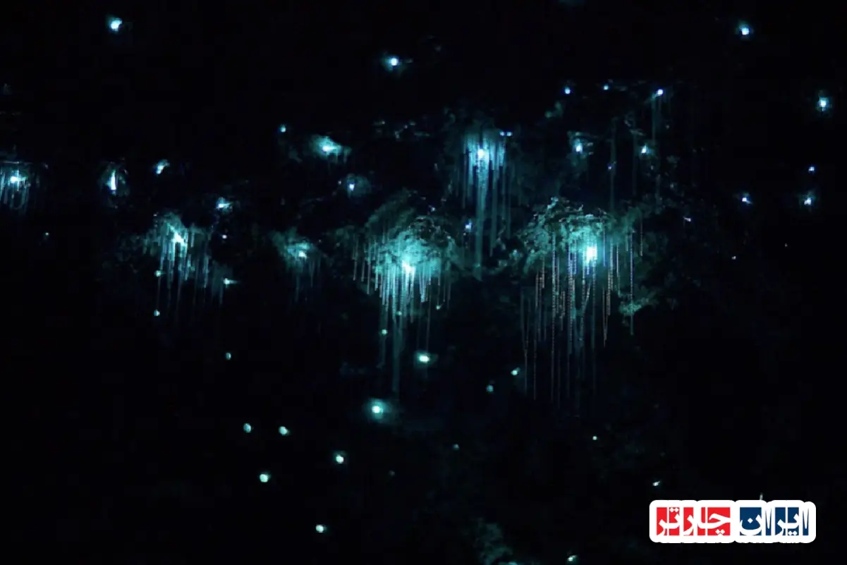 Glowworm Caves at Tamborine Mountain