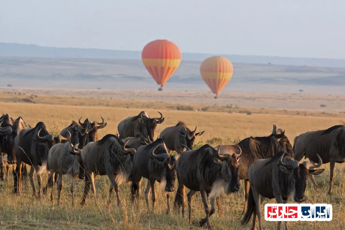 Great Wildebeest Migration