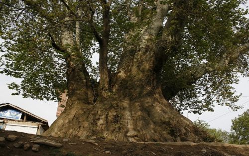 Kandolus: Mazandaran’s Cultural Legacy Steps Into the Global Spotlight