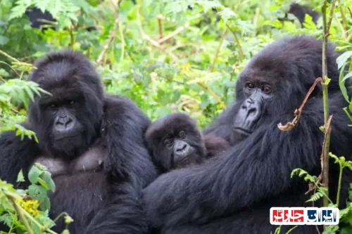 Mountain Gorillas of Bwindi - Ultimate Safari Experience in Uganda