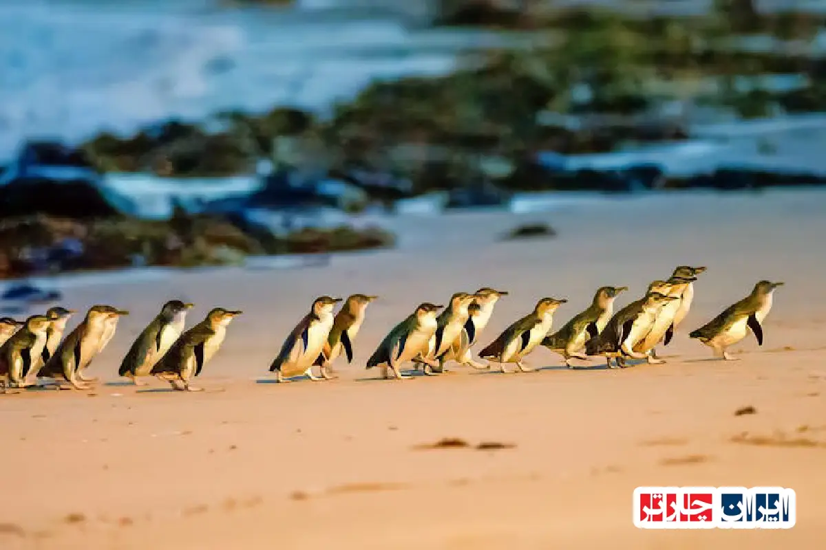 Phillip Island Penguin Parade