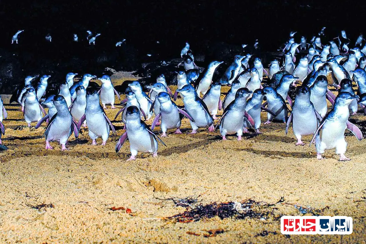 Penguin Island