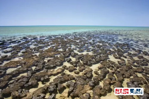 Shark Bay Western Australia: Discover the Unique Natural Wonder of the Indian Ocean Coast