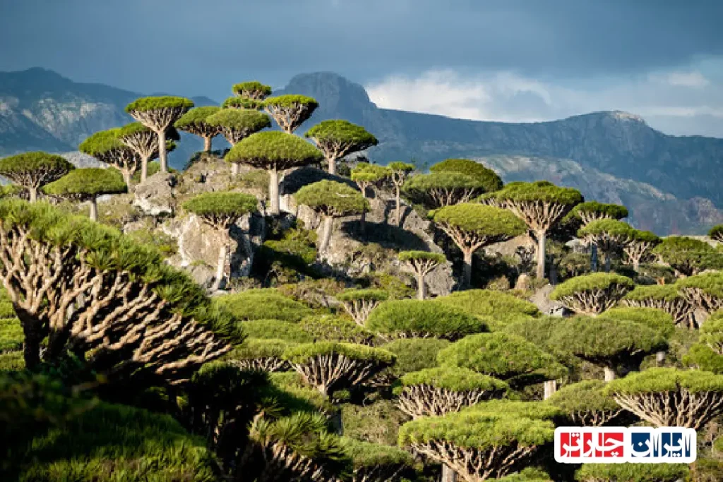 Socotra Island