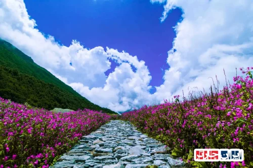 Valley of Flowers National Park