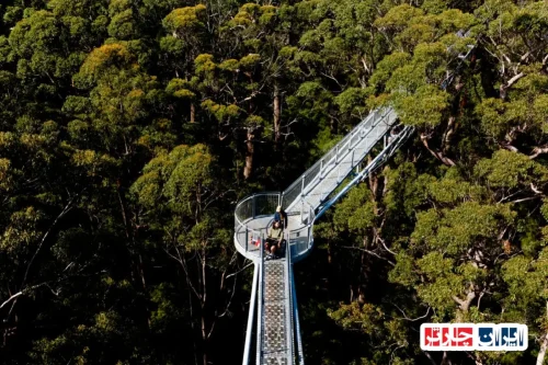 Valley of the Giants Tree Top Walk