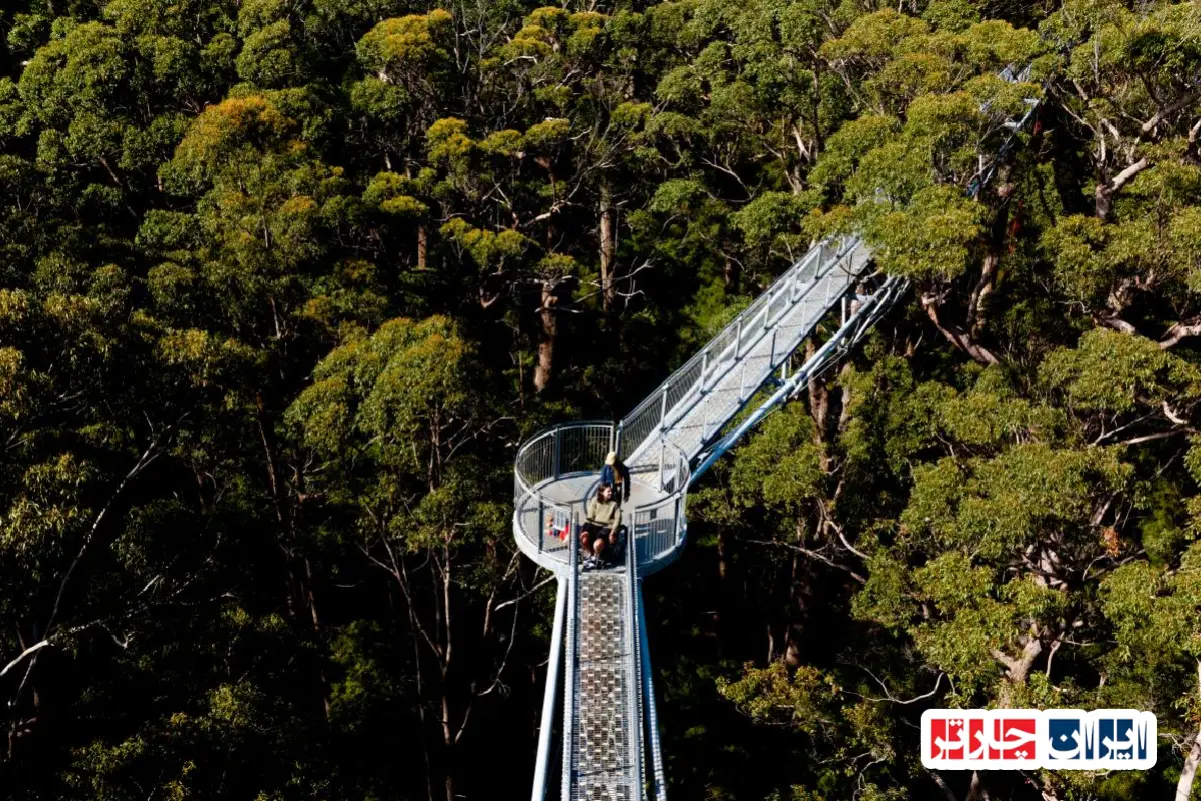 Valley of the Giants Tree Top Walk