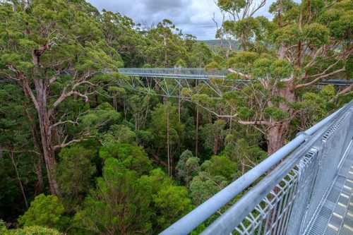 Valley of the Giants Tree Top Walk Western Australia