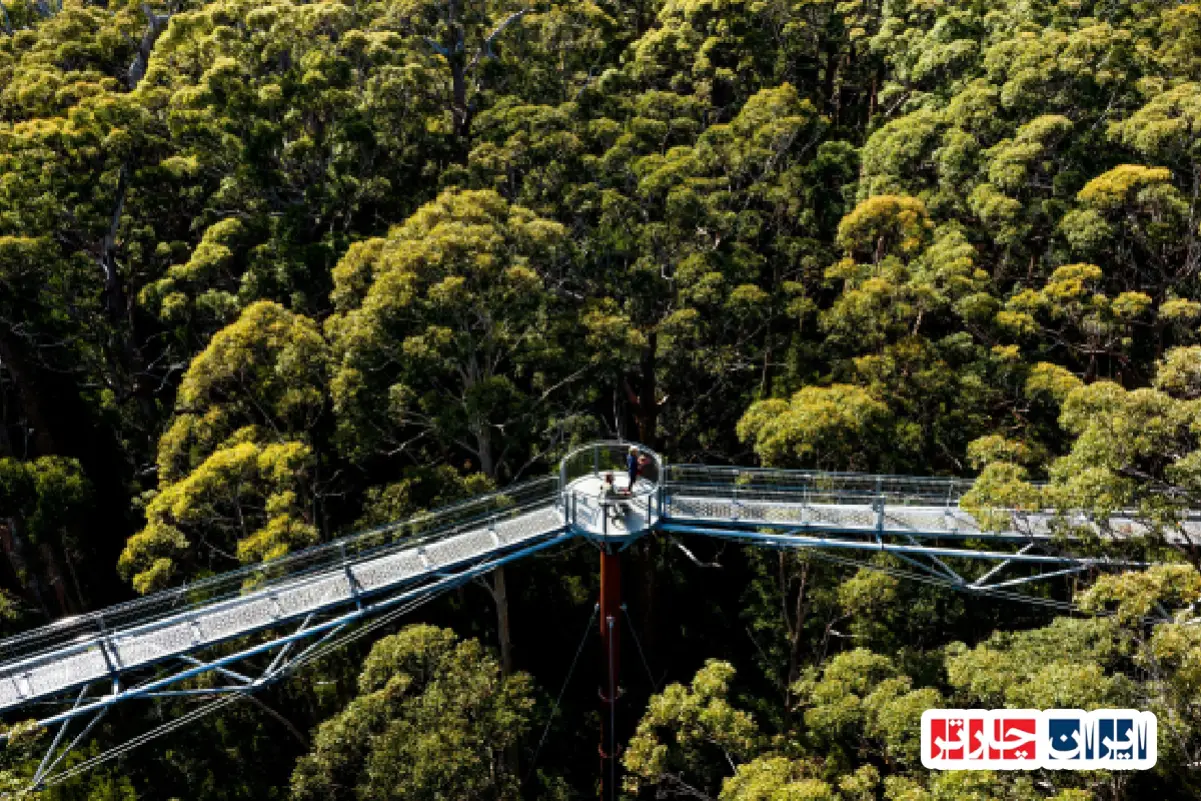 Valley of the Giants Tree Top Walk