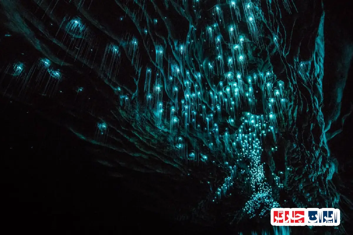 Waitomo Glowworm Caves