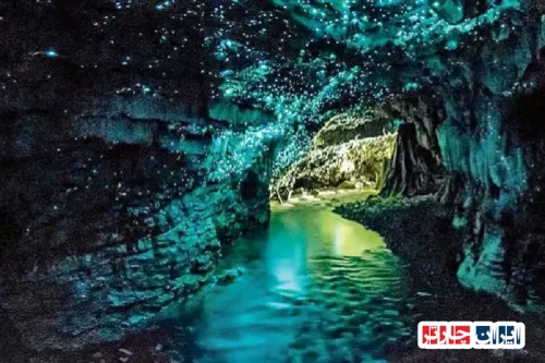 Waitomo Glowworm Caves