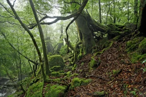 Yakushima Island Kagoshima Prefecture - Discover Japan's Natural Paradise