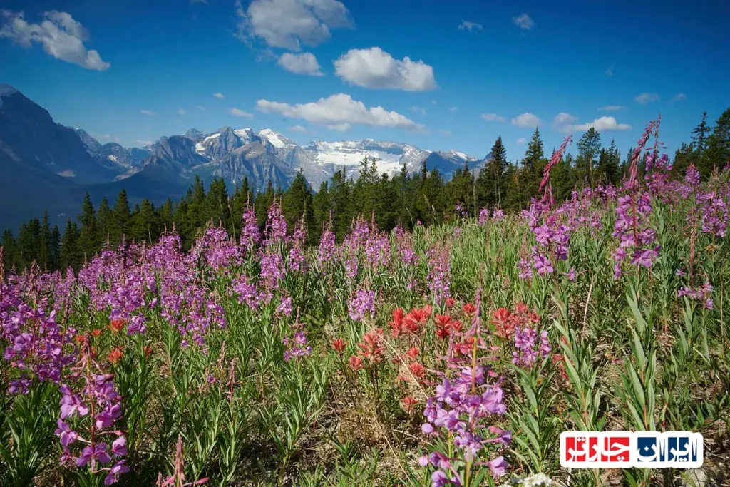 Banff Rocky Mountain Wildflowers