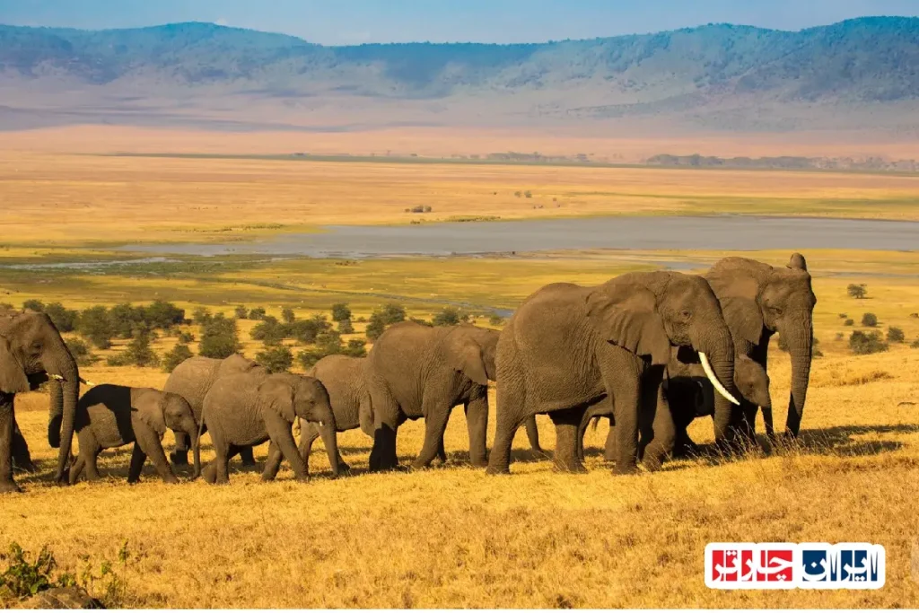 Ngorongoro Crater Wildlife Safari