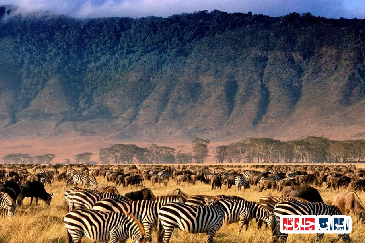 Ngorongoro Crater Wildlife Safari