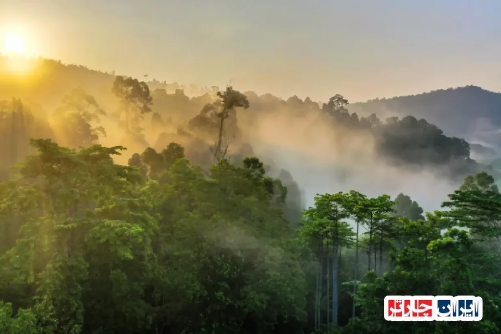 Borneo Rainforest