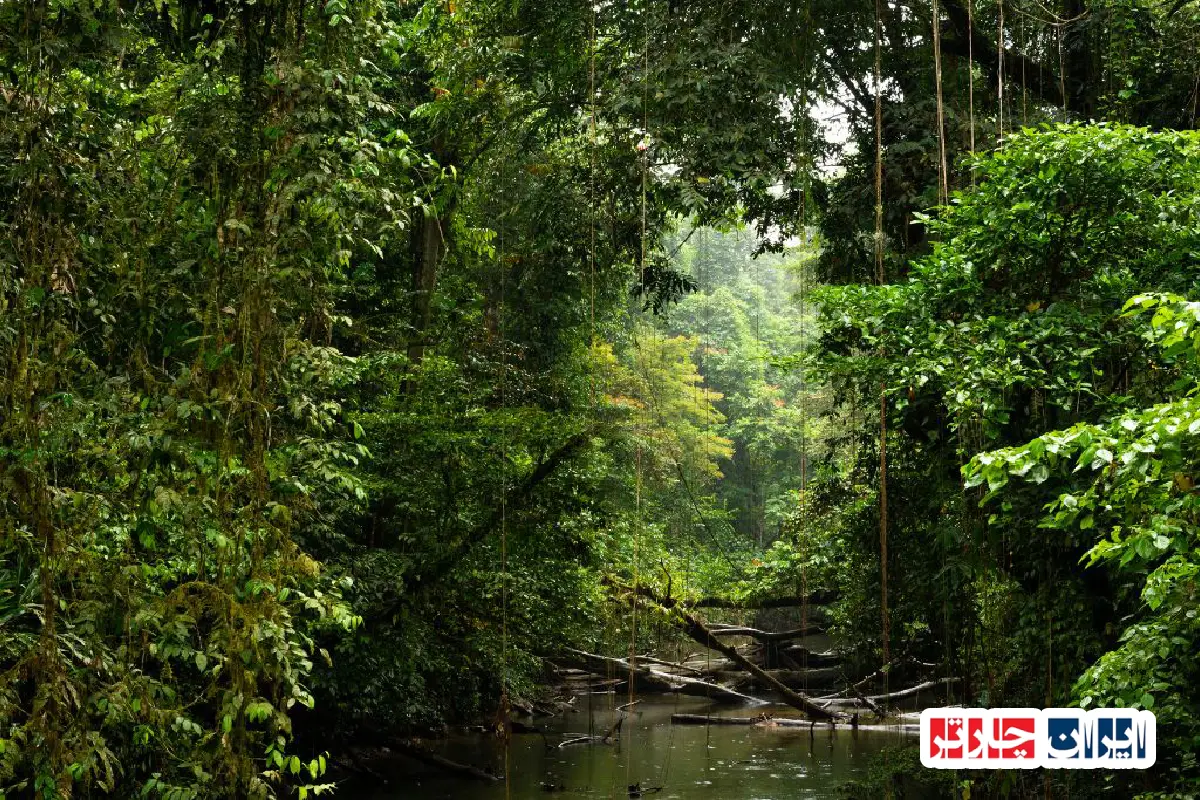 Borneo Rainforest