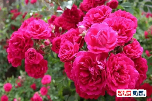 تجربه عطر گل محمدی