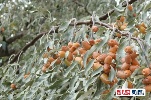 جشنواره گل سنجد: تجربه نوین گردشگری فرهنگی با ایران چارتر