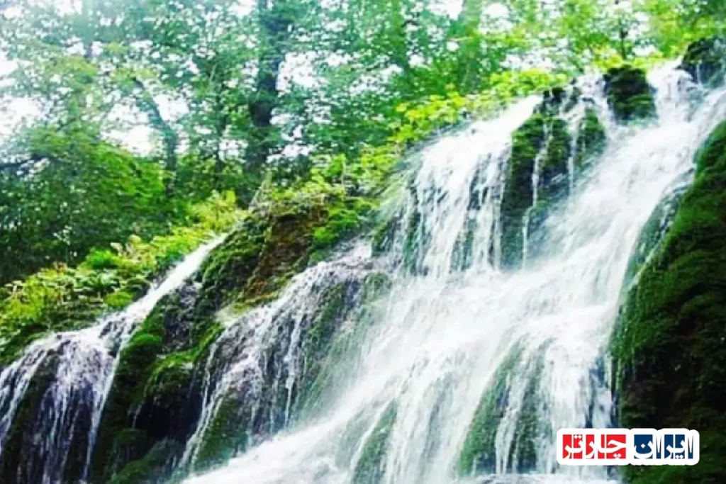 جنگل هفت خال: گنجینه‌ای پنهان در قلب ایران