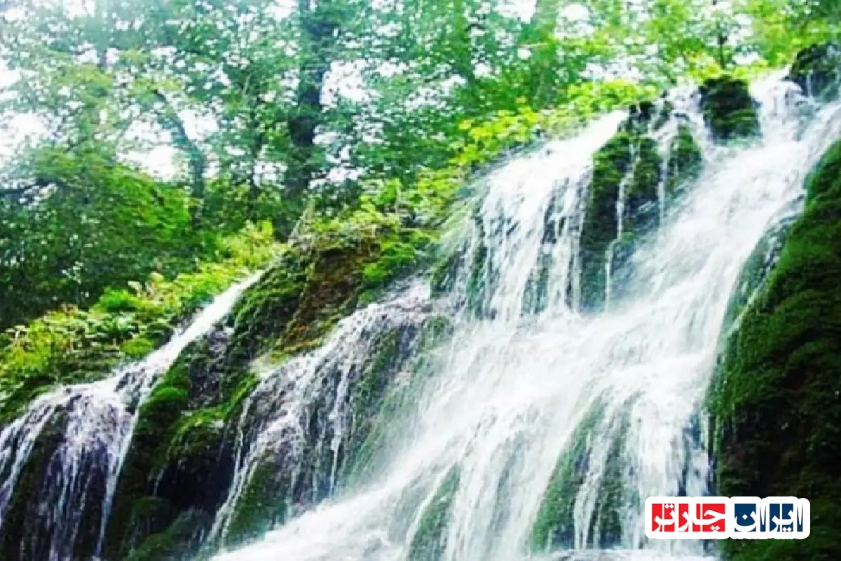 جنگل هفت خال: گنجینه‌ای پنهان در قلب ایران