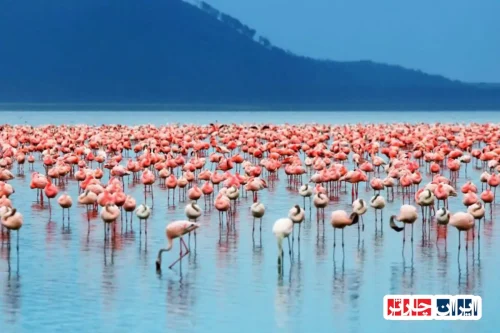 دریاچه زیبای ناکورو در کنیا