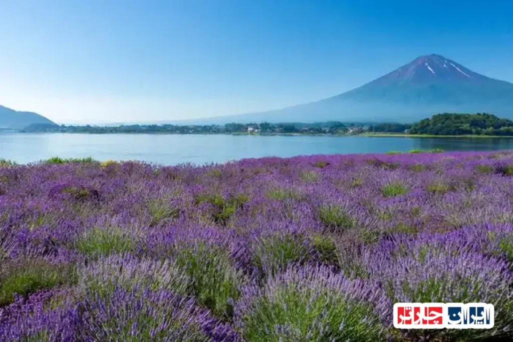 دریای کوماگوچی، جواهر طبیعی یاماناشی