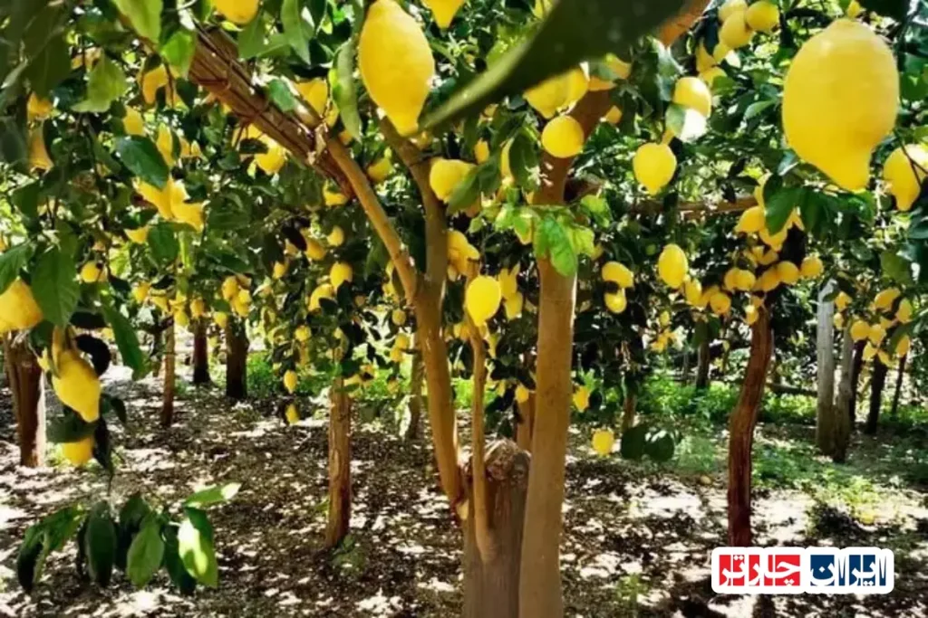 سفری به باغ‌های لیمویی ماجورای ساحل آمالفی؛ تجربه‌ای منحصر به فرد در ایتالیا