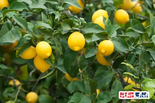 راز طعم ناب: بازدید از بازار سنتی لیمویی در آمالفی و راوللو