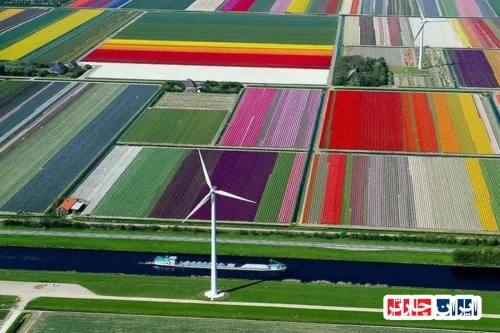 Tulip Fields of the Netherlands