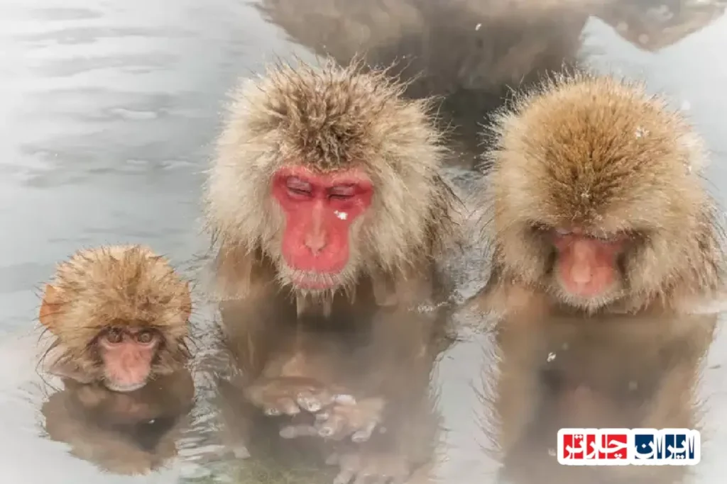 پارک میمون‌های جیکودانۍ در ژاپن، تجربه‌ای بی‌نظیر در طبیعت بکر