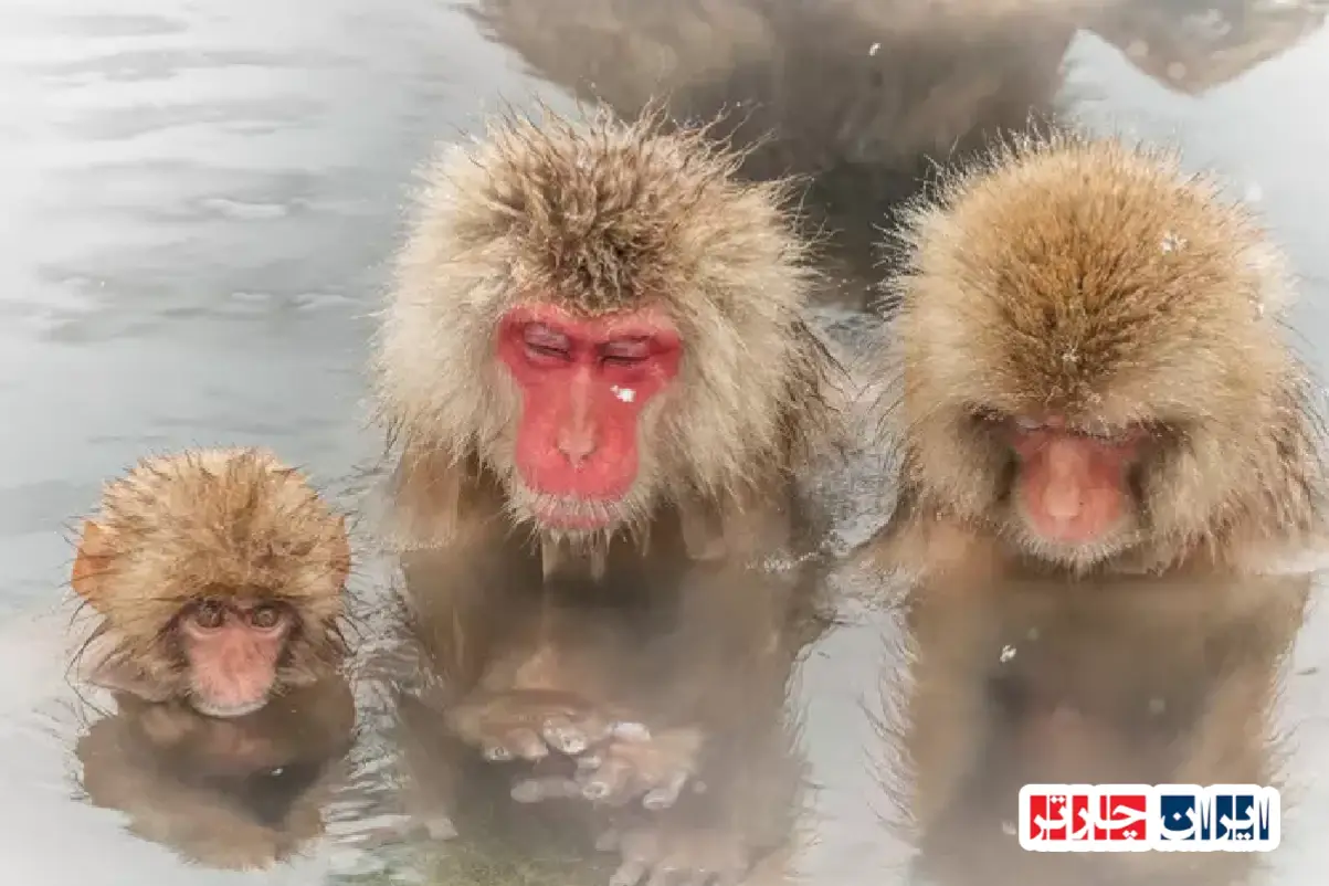 پارک میمون‌های جیکودانۍ در ژاپن، تجربه‌ای بی‌نظیر در طبیعت بکر