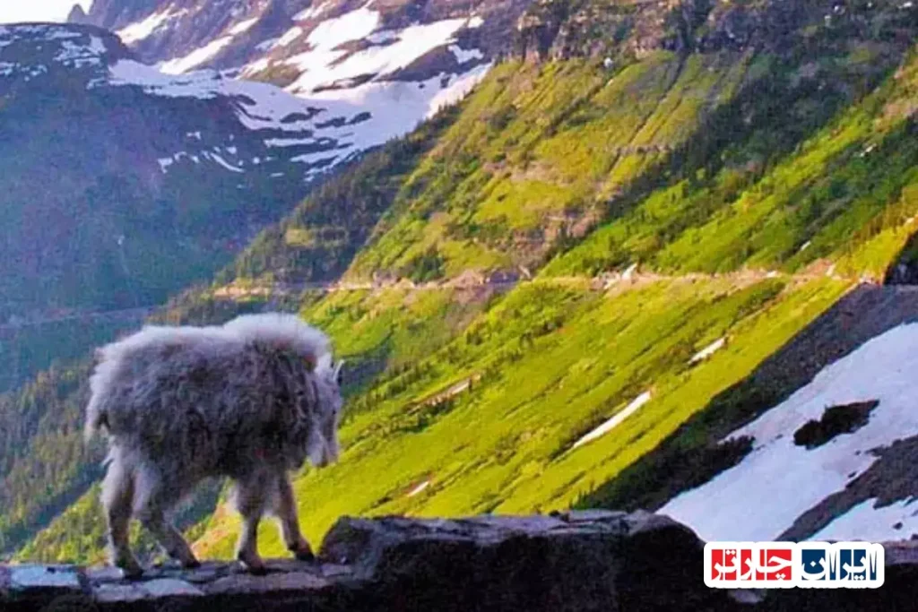 کاوش مسیر تابان آفتاب در دل بکر پارک ملی گلیشر