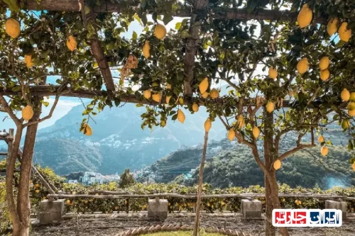 کشف جذابیت جشن‌های لیمویی در سواحل دلنشین آمالفی و آترانی