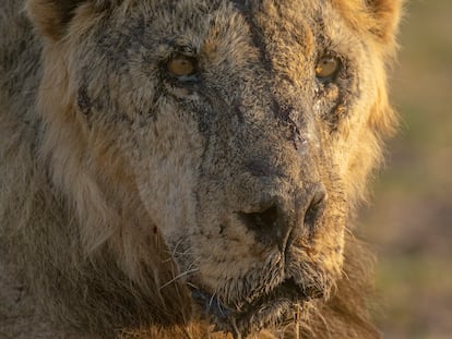 Amboseli National Park-Kajiado County-Kenya