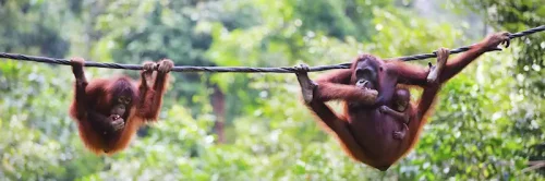 Borneo Orangutan Sanctuaries-Borneo-Malaysia/Indonesia