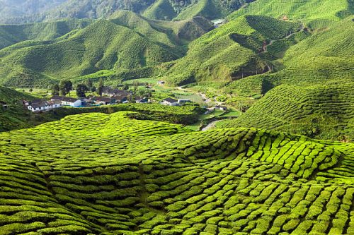 Cameron Highlands Tea Plantations-Pahang-Malaysia