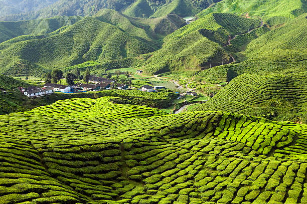 Cameron Highlands Tea Plantations-Pahang-Malaysia