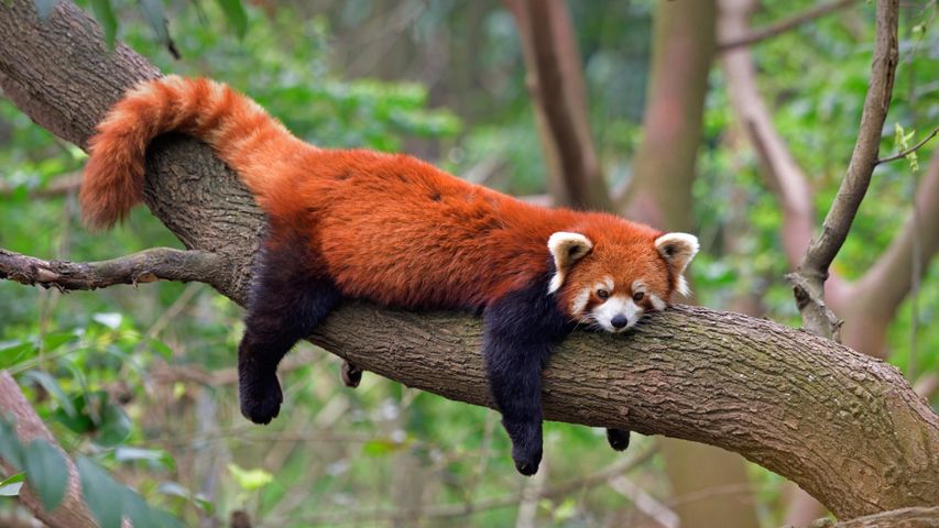 Chengdu Panda Base-Sichuan Province-China