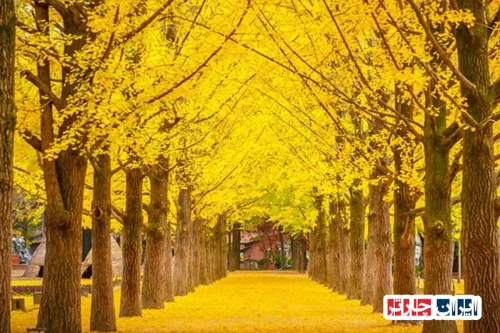 Island Chuncheon