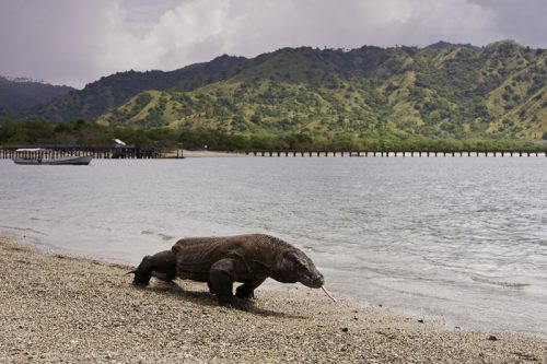 Komodo National Park-East Nusa Tenggara-Indonesia