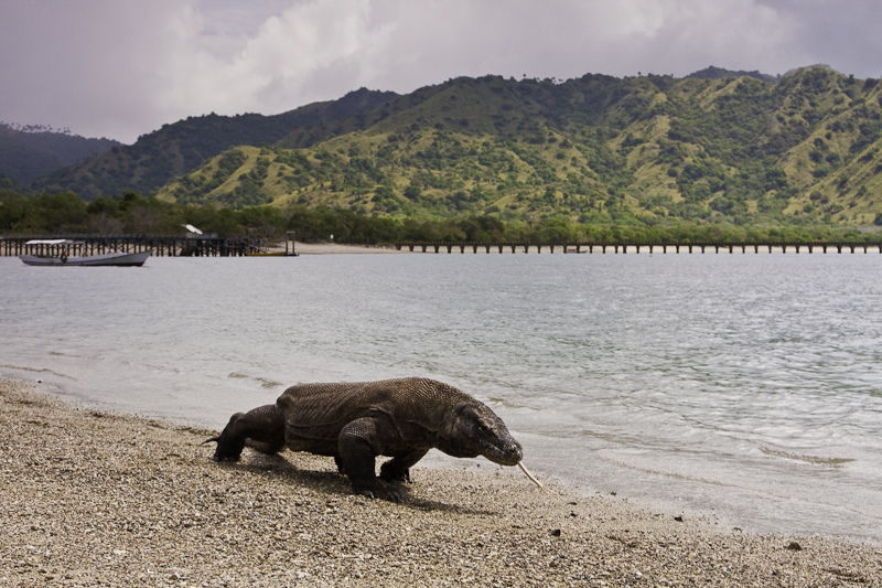 Komodo National Park-East Nusa Tenggara-Indonesia